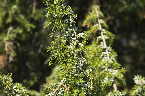 Jeneverbessenstruiken in het Heiderbos te As