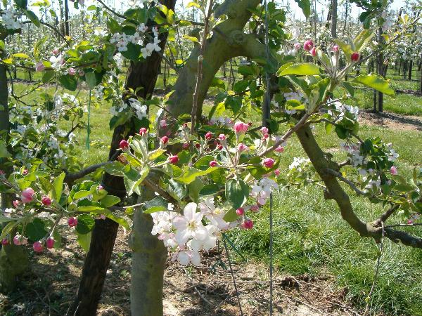 Wondermooie bloesems...