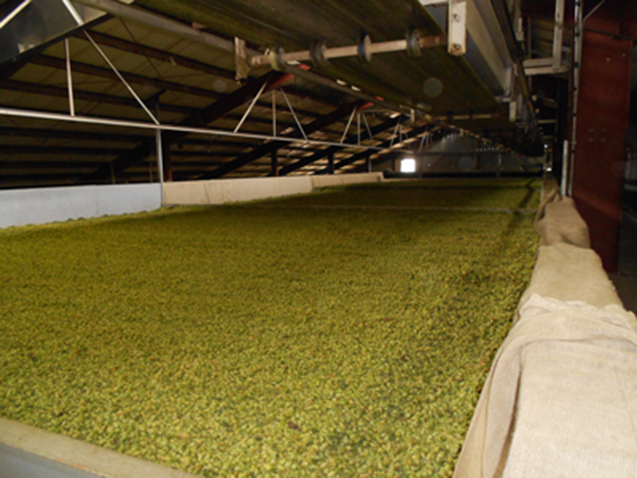 Volbloemige hop bij Victory Brewing in Pennsylvania. De hop wordt na het oogsten snel gedroogd om zijn frisse groene kleur te behouden.