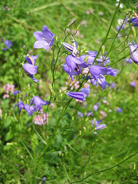 Het grasklokje (Campanula rotundifolia)