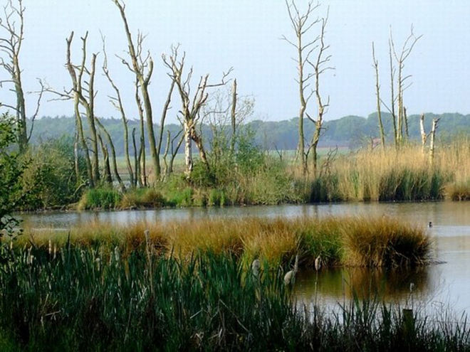 Moerasgebied zoals het er ook zou kunnen uitgezien hebben in de prehistorie