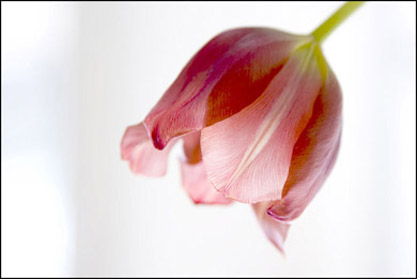 Tulp