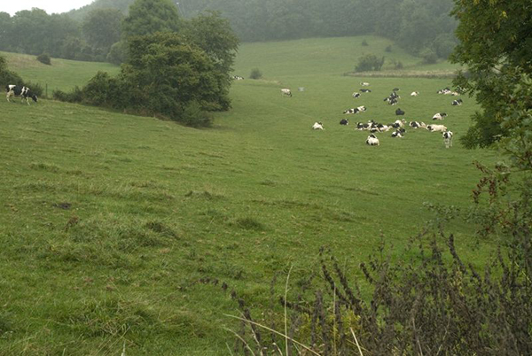 Beeld uit Natuurreservaat Altenbroek te 's Gravenvoeren.
