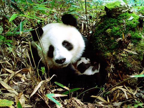 Reservaten van de reuzenpanda in Sichuan