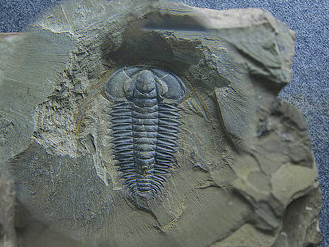 Fossielenvindplaats Chengjiang