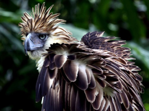 Wildreservaat van het Hamiguitan-gebergte