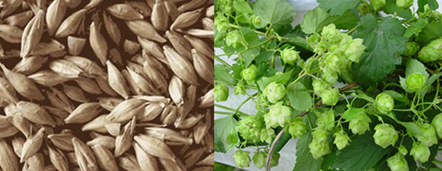 In essentie is bier een drank gemaakt van graan (meestal gerst) en op smaak gebracht met hop.