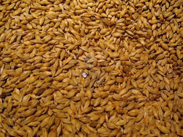 Gerstkorrels bevatten in hun bloemige kern zetmeel dat de basis is van het brouwproces.