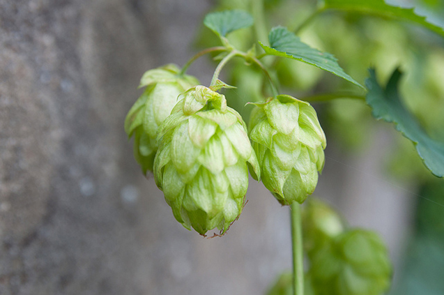 'Hopbellen' zijn de vrouwelijke bloemen van de hop, een klimplant die zijn omlaag hangende bloemen op het noordelijk halfrond laat in juni draagt.