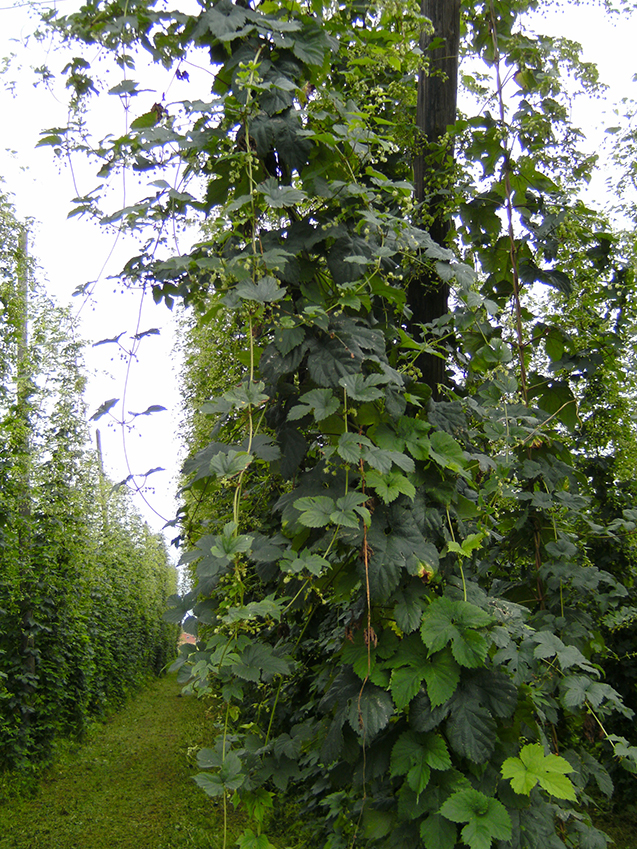 De traditionele hopstengel reikt tot meer dan 5 m hoog. Moderne 'haag'-variëteiten groeien tot een bescheidener 2 m. Op de foto een plantage te Sint-Martens-Bodegem (Dilbeek) in het hart van de lambiekbierregio.