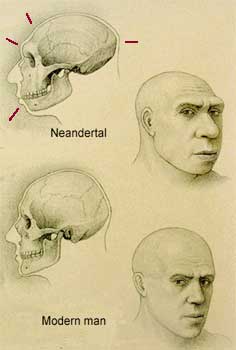Vergelijking anatomie neanderthaler - moderne mens