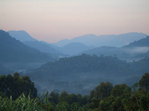 Oeganda - Nationaal Park Bwindi Impenetrable.