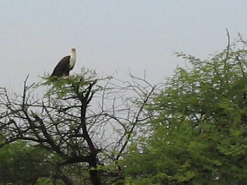 Senegal - Vogelreservaat Djoudj