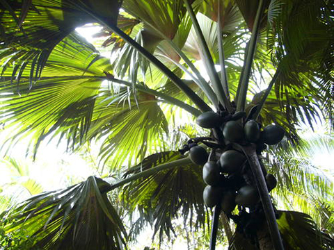 Seychellen - Natuurreservaat Vall�e de Mai